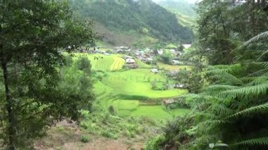 Vietnam dağındaki pirinç tarlaları