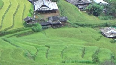 Vietnam dağındaki pirinç tarlaları