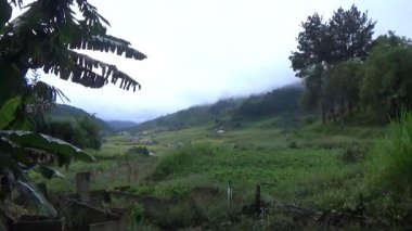 Vietnam dağındaki pirinç tarlaları