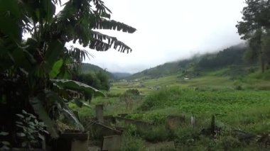 Vietnam dağındaki pirinç tarlaları