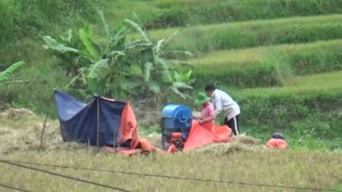 Vietnam dağındaki pirinç tarlaları