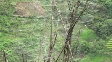 Vietnam dağındaki pirinç tarlaları