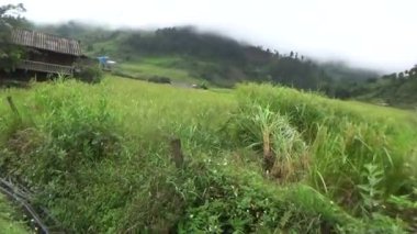 Vietnam dağındaki pirinç tarlaları