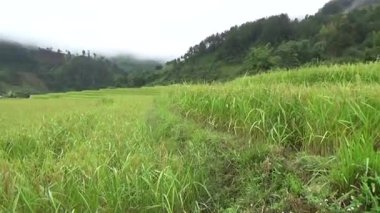 Vietnam dağındaki pirinç tarlaları