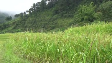 Vietnam dağındaki pirinç tarlaları