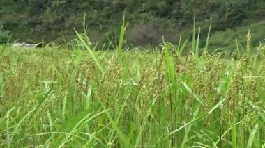 Vietnam dağındaki pirinç tarlaları