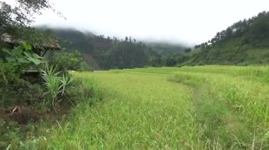 Vietnam dağındaki pirinç tarlaları