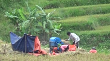 Vietnam dağındaki pirinç tarlaları