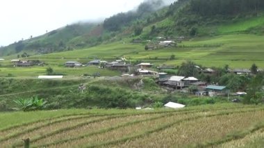 Vietnam dağındaki pirinç tarlaları