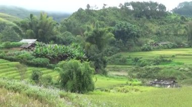 Vietnam dağındaki pirinç tarlaları
