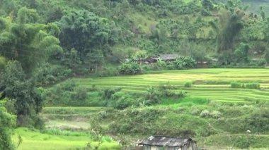 Vietnam dağındaki pirinç tarlaları