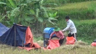 Vietnam dağındaki pirinç tarlaları