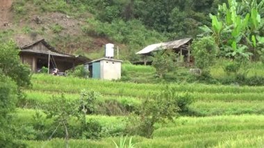 Vietnam dağındaki pirinç tarlaları