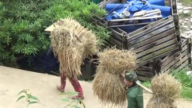 28 Ekim 2025. Mu Cang Chai, Yen Bai, Vietnam. Vietnam 'daki pirinç tarlalarında dağ çiftçileri