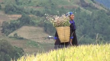 28 Ekim 2025. Mu Cang Chai, Yen Bai, Vietnam. Vietnam 'daki pirinç tarlalarında dağ çiftçileri