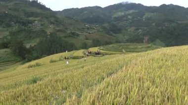 28 Ekim 2025. Mu Cang Chai, Yen Bai, Vietnam. Vietnam 'daki pirinç tarlalarında dağ çiftçileri