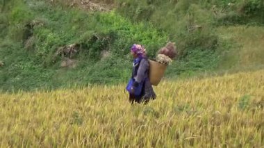 28 Ekim 2025. Mu Cang Chai, Yen Bai, Vietnam. Vietnam 'daki pirinç tarlalarında dağ çiftçileri
