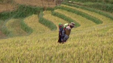 28 Ekim 2025. Mu Cang Chai, Yen Bai, Vietnam. Vietnam 'daki pirinç tarlalarında dağ çiftçileri