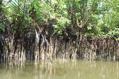 16 Eylül 2025. Pha Tam Giang, Hue, Vietnam. Doğal bir nehirde tekne gezisi. Balıkçılar teknede balık, karides, midye ızgara yapar.