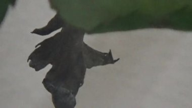 Asyalılar ruhani ayinler için tütsü sarıp yakarlar.