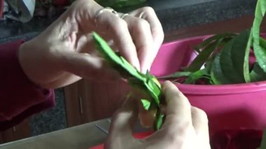 February 09, 2026. Chu Van An, Hai Phong, Vietnam. Betel leaves and areca nuts. the woman preparing betel nuts