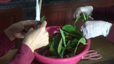February 09, 2026. Chu Van An, Hai Phong, Vietnam. Betel leaves and areca nuts. the woman preparing betel nuts