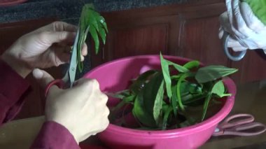 February 09, 2026. Chu Van An, Hai Phong, Vietnam. Betel leaves and areca nuts. the woman preparing betel nuts