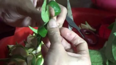 February 09, 2026. Chu Van An, Hai Phong, Vietnam. Betel leaves and areca nuts. the woman preparing betel nuts