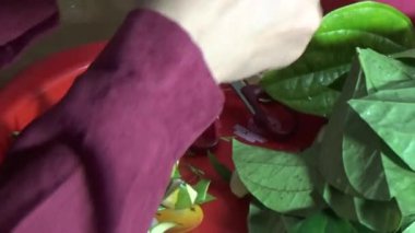 February 09, 2026. Chu Van An, Hai Phong, Vietnam. Betel leaves and areca nuts. the woman preparing betel nuts