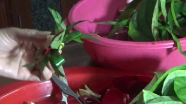 February 09, 2026. Chu Van An, Hai Phong, Vietnam. Betel leaves and areca nuts. the woman preparing betel nuts