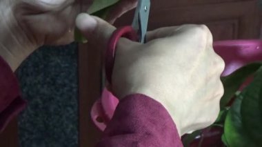 February 09, 2026. Chu Van An, Hai Phong, Vietnam. Betel leaves and areca nuts. the woman preparing betel nuts