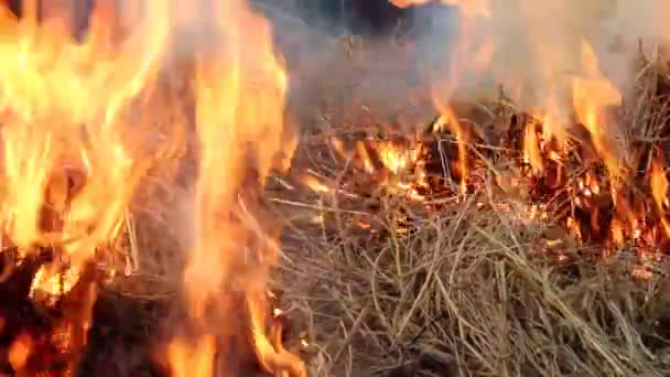 Égő tűz és a füst — Stock videók
