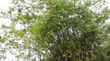 Yaprakları parlayan güneş 