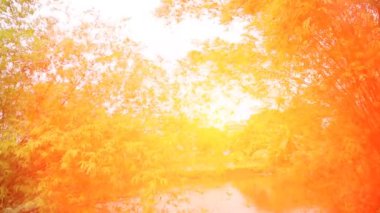 Yaprakları parlayan güneş 