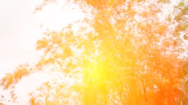 Soleil brille à travers les feuilles  