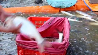 Asya balıkçılar balık hasat 