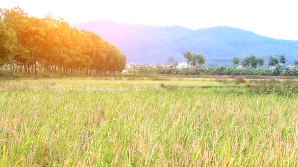 Os campos de arroz — Vídeo de Stock