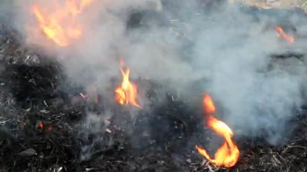 Woman farmer burning straw — Stock Video