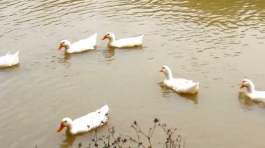 Ördekler gölette yüzüyor.