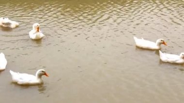 Ördekler gölette yüzüyor.