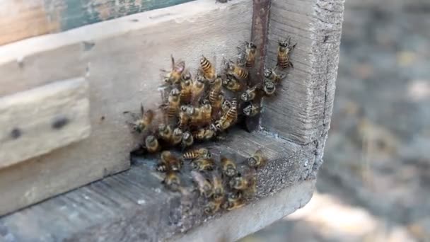 Las abejas en la colmena — Vídeo de stock