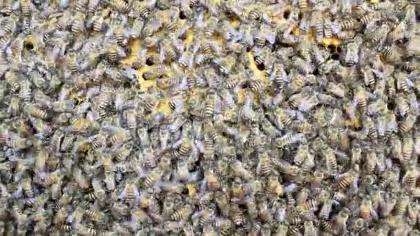 Les abeilles dans la ruche — Video