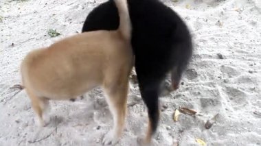 Dunes üzerinde Vahşi köpekler