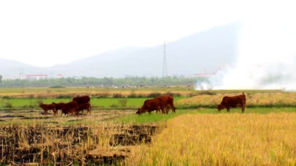 Vaches broutant dans un champ