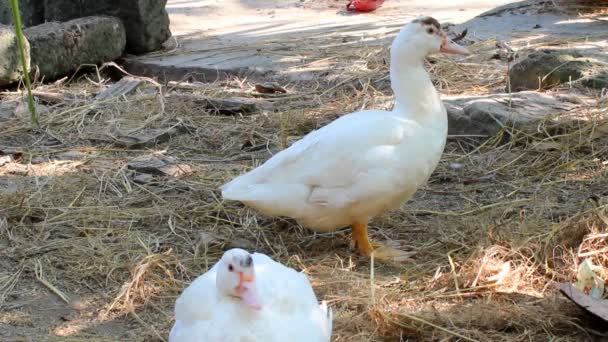 Canards dans le jardin 