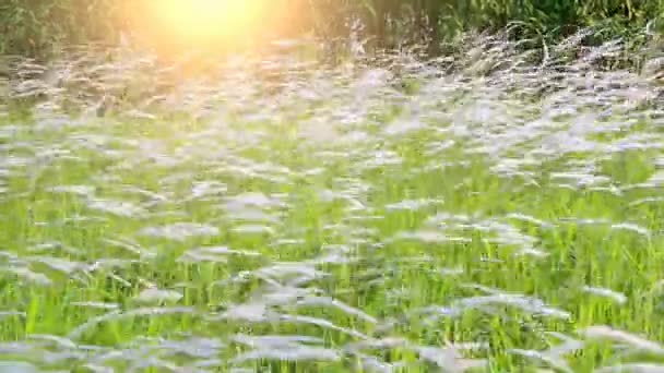 草と太陽 — ストック動画