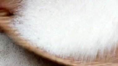 Freze sonra temiz pirinç