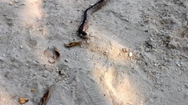 yerde sürünen yılan balığı