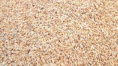 kurutma sonra temiz pirinç