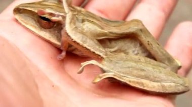 Vahşi doğadaki kurbağa